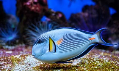 sohal-surgeonfish-underwater-2021-09-04-05-00-04-utc.jpg